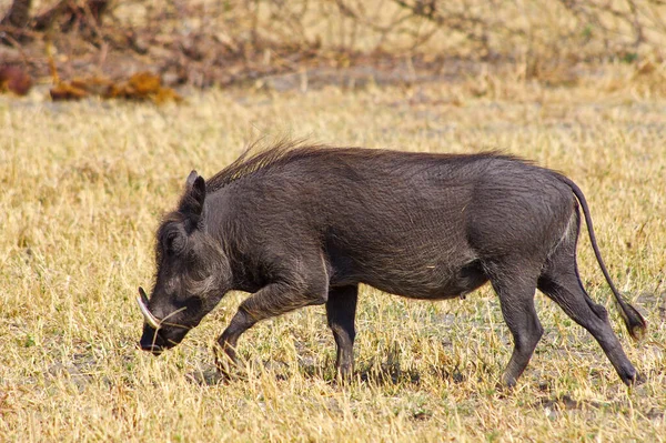 Wrattenzwijn Het Nationale Park Gevonden Kenia Tanzania — Stockfoto