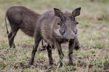 Tanzanya 'daki Serengeti Milli Parkı
