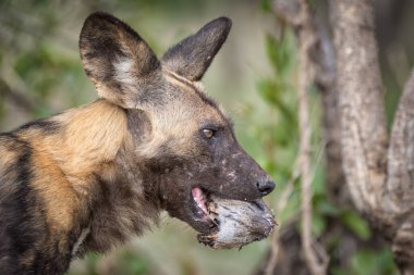 Tanzanya 'daki Serengeti Milli Parkı