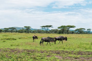 Serengeti Milli Parkı 'nda Afrika Panoraması