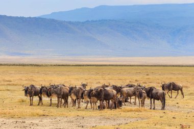 Tanzanya 'daki Serengeti Milli Parkı