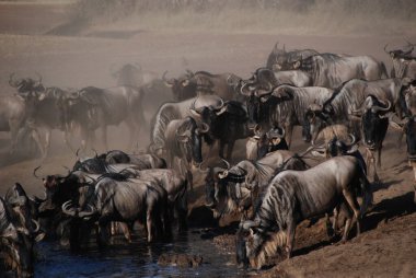 Tanzanya 'daki Serengeti Milli Parkı