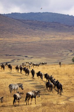 Tanzanya 'daki Serengeti Milli Parkı