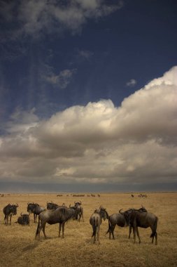 Tanzanya 'daki Serengeti Milli Parkı