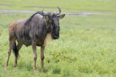 Tanzanya 'daki Serengeti Milli Parkı