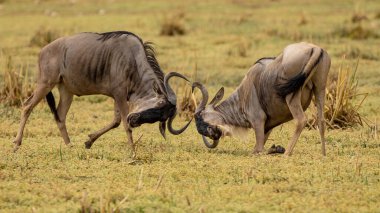 Serengeti ve Masai Mara Milli Parkı arasında Afrika antilobu göçü