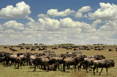 Serengeti ve Masai Mara Milli Parkı arasında Afrika antilobu göçü