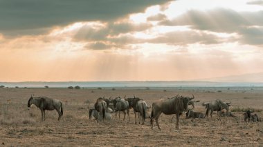 Serengeti ve Masai Mara Milli Parkı arasında Afrika antilobu göçü