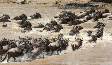 Serengeti ve Masai Mara Milli Parkı arasında Afrika antilobu göçü