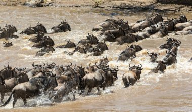 wildbeest migration betwen Serengeti and Maasai Mara national park clipart