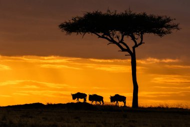 Serengeti ve Masai Mara Milli Parkı arasında Afrika antilobu göçü