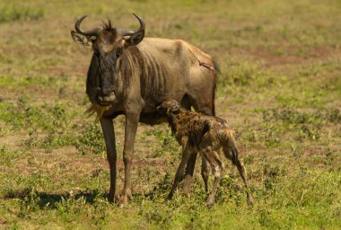 Serengeti ve Masai Mara Milli Parkı arasında Afrika antilobu göçü