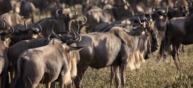 Serengeti ve Masai Mara Milli Parkı arasında Afrika antilobu göçü