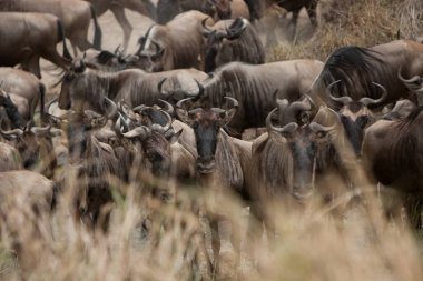 Serengeti ve Masai Mara Milli Parkı arasında Afrika antilobu göçü