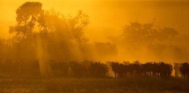 Serengeti ve Masai Mara Milli Parkı arasında Afrika antilobu göçü