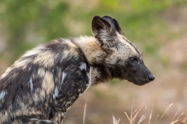 Parque Nacional Del Serengeti Tanzania — Foto de Stock