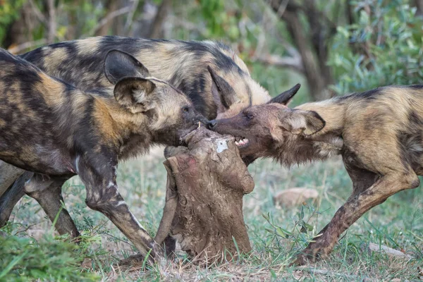 Parque Nacional Del Serengeti Tanzania — Foto de Stock