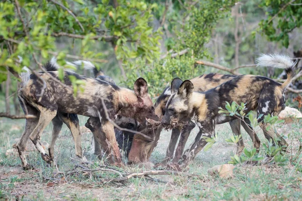 Serengeti Nationalpark Tansania — Stockfoto