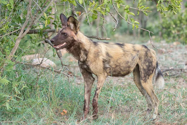 Parque Nacional Del Serengeti Tanzania — Foto de Stock