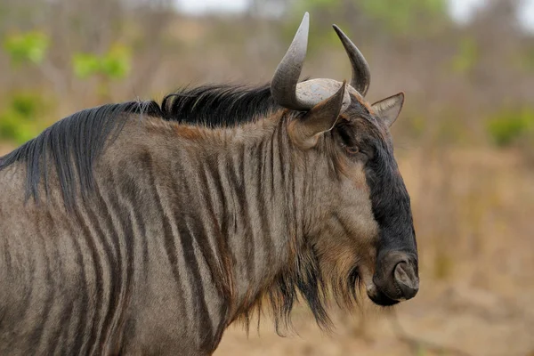 Migração Gnus Entre Serengeti Parque Nacional Maasai Mara — Fotografia de Stock