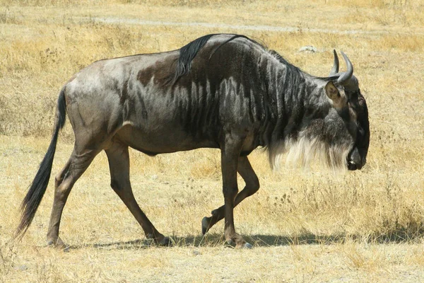 Parco Nazionale Del Serengeti Tanzania — Foto Stock