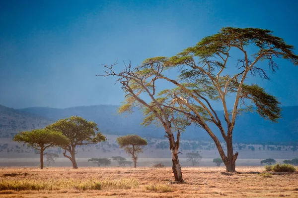 Parc National Serengeti Tanzanie — Photo