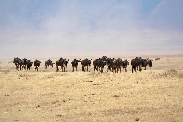 Park Narodowy Serengeti Tanzanii — Zdjęcie stockowe