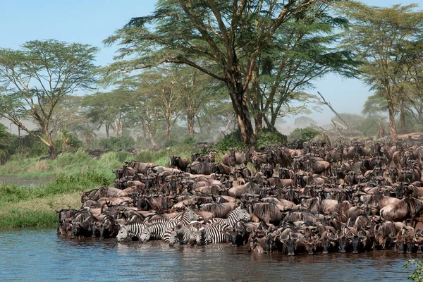 Parque Nacional Del Serengeti Tanzania — Foto de Stock