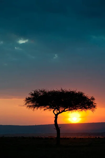 Parque Nacional Serengeti Tanzânia — Fotografia de Stock