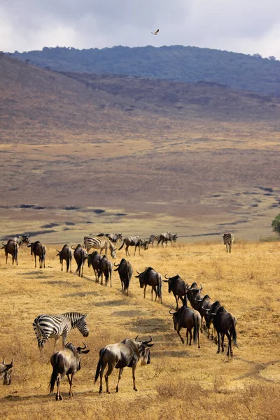 Національний Парк Серенгеті Танзанії — стокове фото