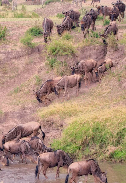 Εθνικό Πάρκο Serengeti Στην Τανζανία — Φωτογραφία Αρχείου