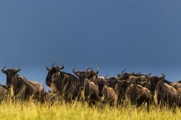 Национальный Парк Серенгети Танзании — стоковое фото