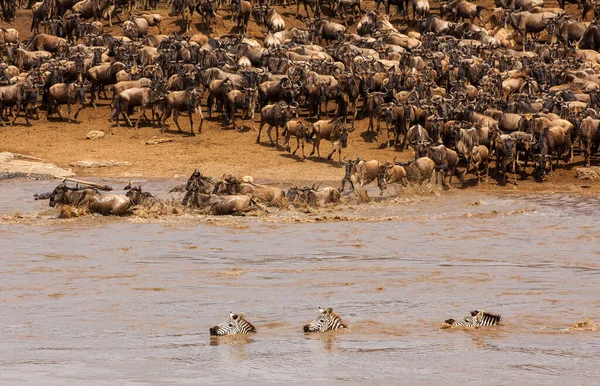 Parque Nacional Del Serengeti Tanzania — Foto de Stock