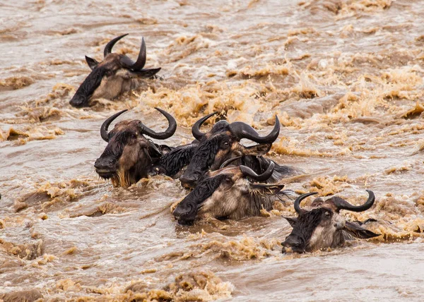 Serengeti Nemzeti Park Tanzániában — Stock Fotó