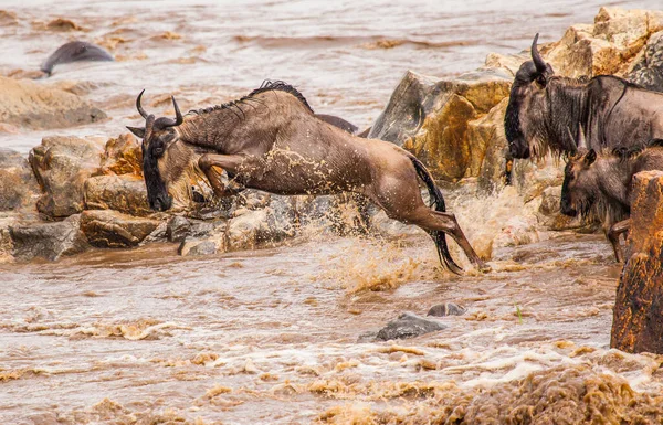 Parque Nacional Del Serengeti Tanzania — Foto de Stock