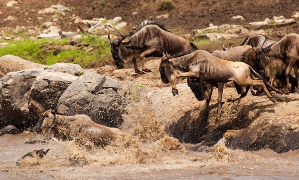 Park Narodowy Serengeti Tanzanii — Zdjęcie stockowe