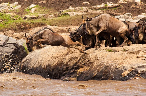 Parque Nacional Del Serengeti Tanzania — Foto de Stock