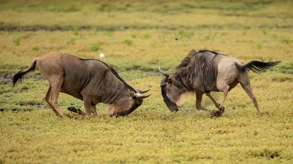 SerengetiとMaasai Mara国立公園の間の野生の移行 — ストック写真