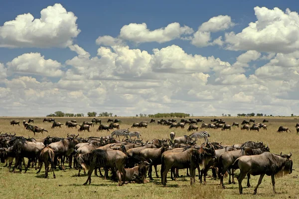 wildbeest migration betwen Serengeti and Maasai Mara national park
