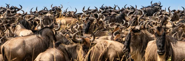 Migração Gnus Entre Serengeti Parque Nacional Maasai Mara — Fotografia de Stock