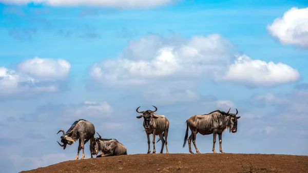 Migración Ñus Silvestres Entre Parque Nacional Serengeti Maasai Mara — Foto de Stock