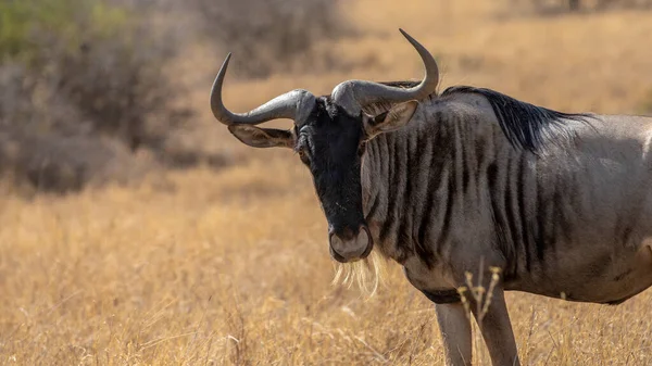 Vadon Élő Állatok Vándorlása Serengeti Maasai Mara Nemzeti Park Között — Stock Fotó
