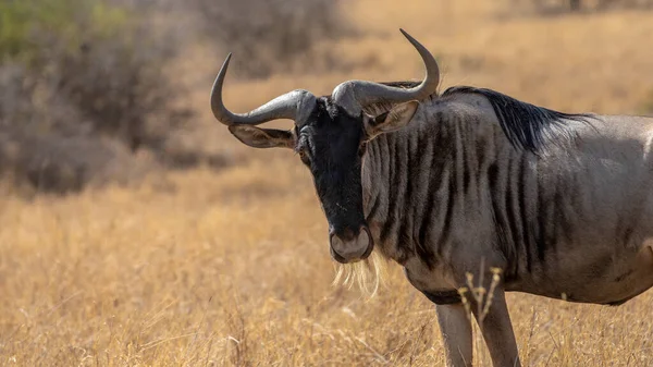 Migração Gnus Entre Serengeti Parque Nacional Maasai Mara — Fotografia de Stock