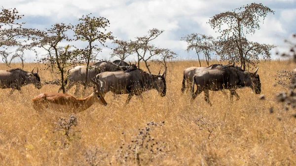 Migração Gnus Entre Serengeti Parque Nacional Maasai Mara — Fotografia de Stock