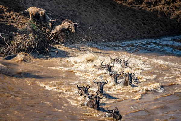 Serengeti ve Masai Mara Milli Parkı arasında Afrika antilobu göçü
