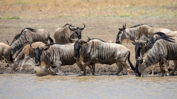 Migración Ñus Silvestres Entre Parque Nacional Serengeti Maasai Mara — Foto de Stock