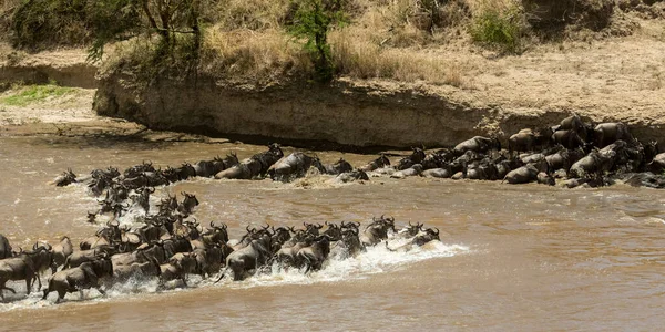 Migración Ñus Silvestres Entre Parque Nacional Serengeti Maasai Mara — Foto de Stock