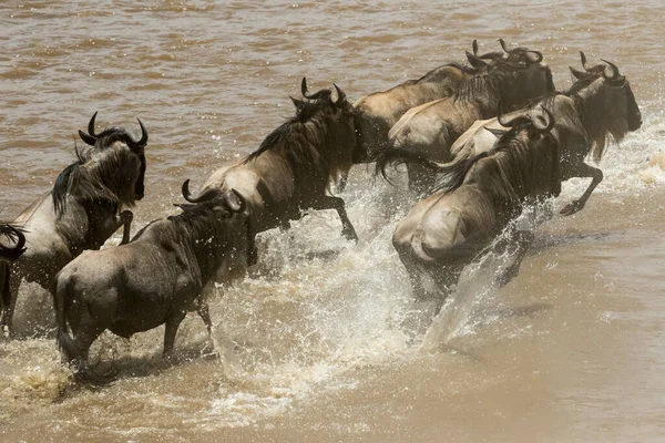 Migración Ñus Silvestres Entre Parque Nacional Serengeti Maasai Mara — Foto de Stock