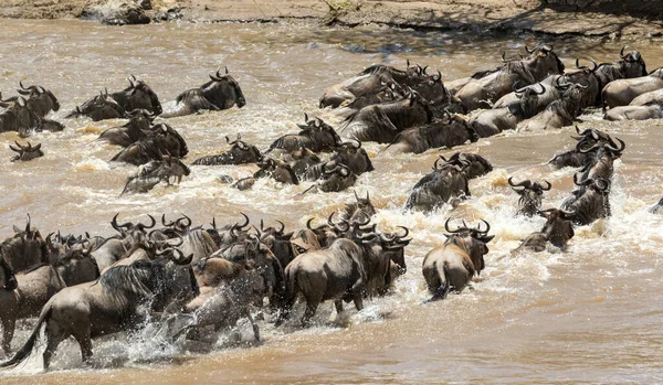 Migração Gnus Entre Serengeti Parque Nacional Maasai Mara — Fotografia de Stock