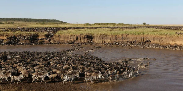 Wildbeest Μετανάστευση Μεταξύ Serengeti Και Maasai Mara Εθνικό Πάρκο — Φωτογραφία Αρχείου